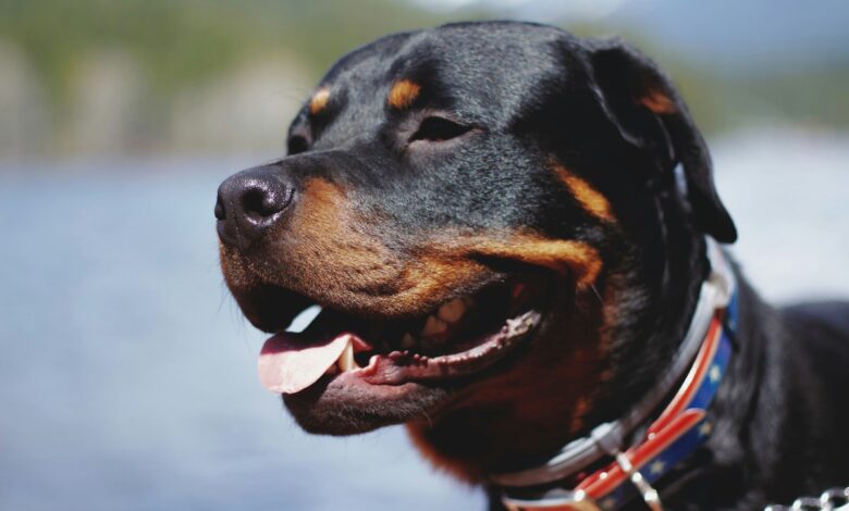 After Rottweilers Attack, Chennai Civic Body Tightens Rules For Pets