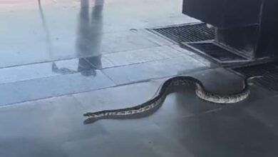 6-Foot-Long Snake On Platform Causes Panic At Rishikesh Station