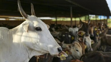 Maharashtra government declares indigenous cow as `Rajmata-Gaumata`