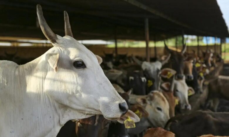 Maharashtra government declares indigenous cow as `Rajmata-Gaumata`