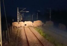 AI Safety System Stops Train As Elephants Cross Tracks In Assam