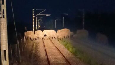 AI Safety System Stops Train As Elephants Cross Tracks In Assam