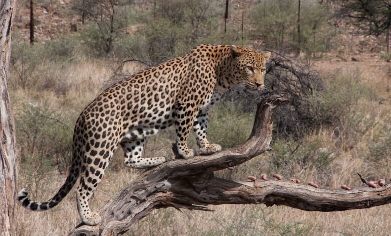 Leopard Attack Claims Women