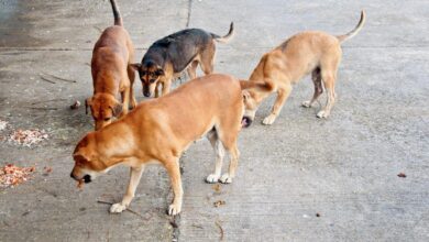 NESCO to build feeding zones for Goregaon`s stray dogs