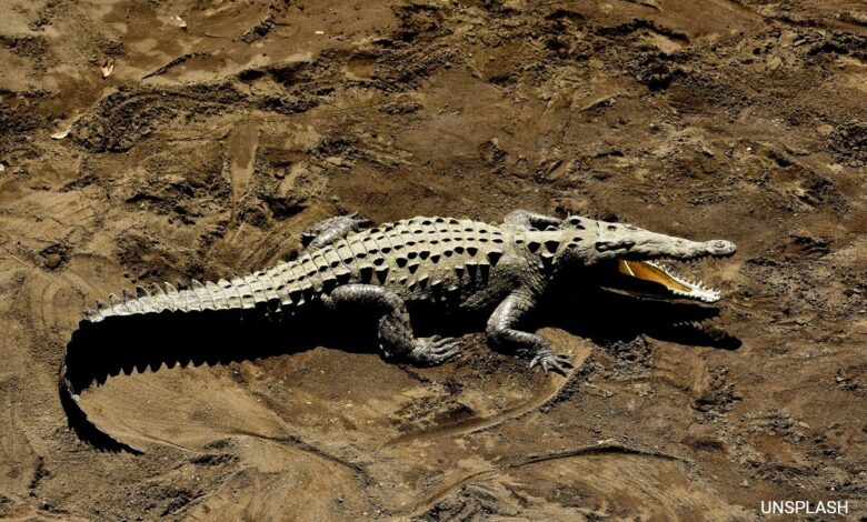 Truck Carrying Wild Animals Overturns In Telangana, Escaped Crocodiles Recaptured