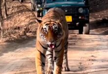 A Third Of Ranthambore