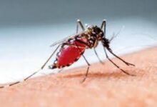 Climate change fuels dengue surge: New system predicts outbreaks