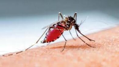 Climate change fuels dengue surge: New system predicts outbreaks