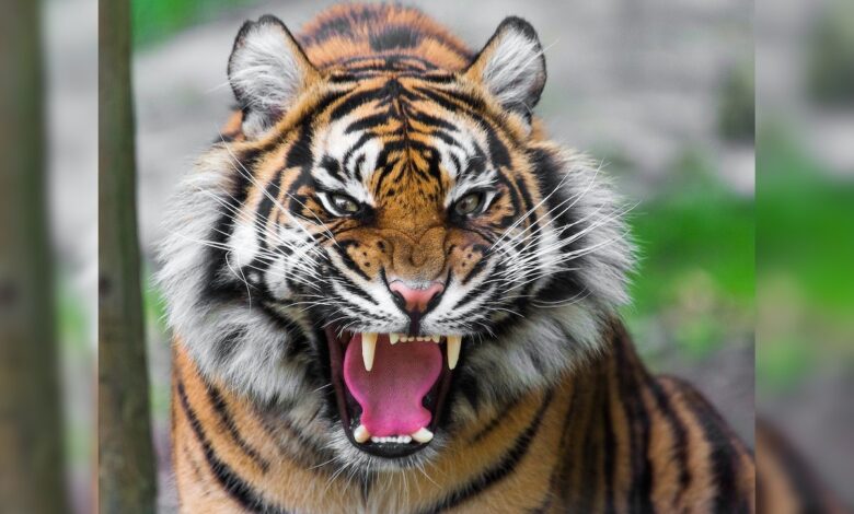 Close Relative Of Indian Cricketer Killed In Tiger Attack In Kerala