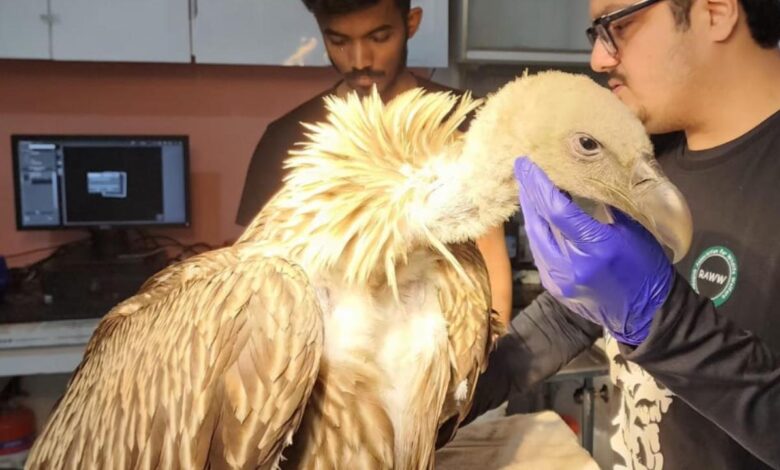 Himalayan Griffon Vulture rescued from village in Uran