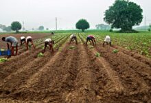 `Irregularities found in crop insurance scheme, shrines shown as farmlands`