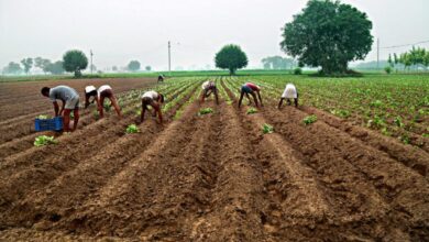 `Irregularities found in crop insurance scheme, shrines shown as farmlands`