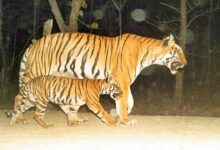 Maharashtra: Out of sight for week, wandering tiger makes fresh kill