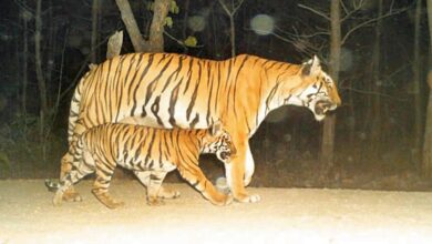 Maharashtra: Out of sight for week, wandering tiger makes fresh kill