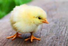 Maharashtra: Over 4,000 chicks dead due to bird flu in Latur district