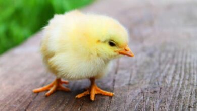 Maharashtra: Over 4,000 chicks dead due to bird flu in Latur district