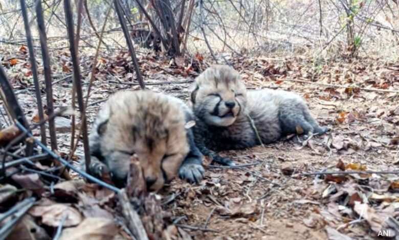 Cheetah Veera Gives Birth To 2 Cubs In Kuno National Park In Madhya Pradesh