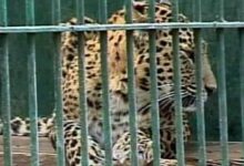 Male Leopard Found Dead In Septic Tank In UP Village