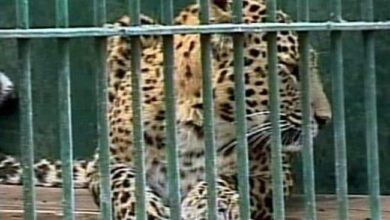 Male Leopard Found Dead In Septic Tank In UP Village