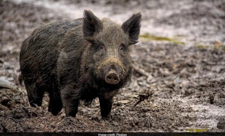 Man Mistaken To Be Wild Boar Shot Dead In Maharashtra, 9 Arrested