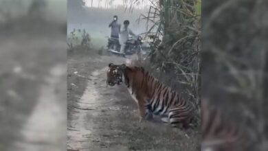 UP Farmer's Close Encounter With Tiger, What Happened Next Was Unexpected