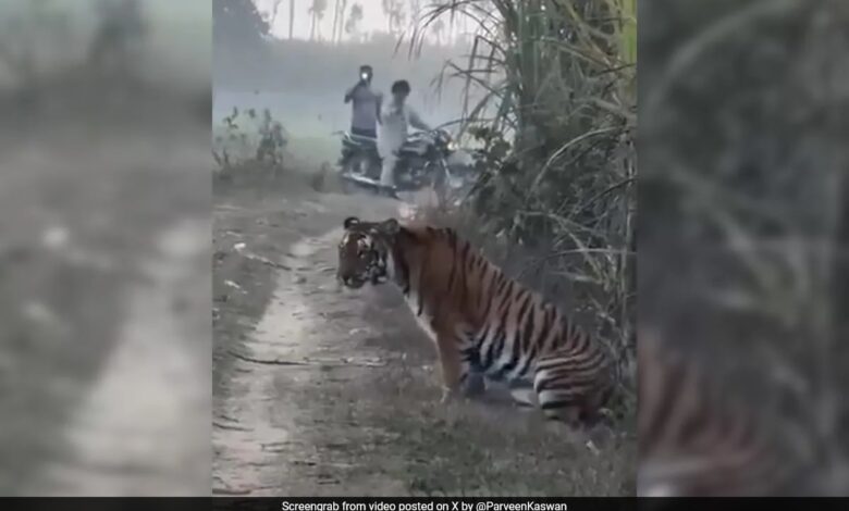 UP Farmer's Close Encounter With Tiger, What Happened Next Was Unexpected