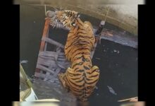 Villagers, Officials Use Cot And Rope To Rescue Tiger From Well