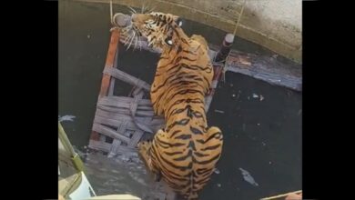 Villagers, Officials Use Cot And Rope To Rescue Tiger From Well