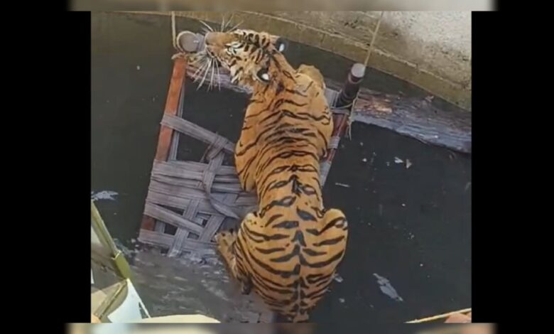 Villagers, Officials Use Cot And Rope To Rescue Tiger From Well